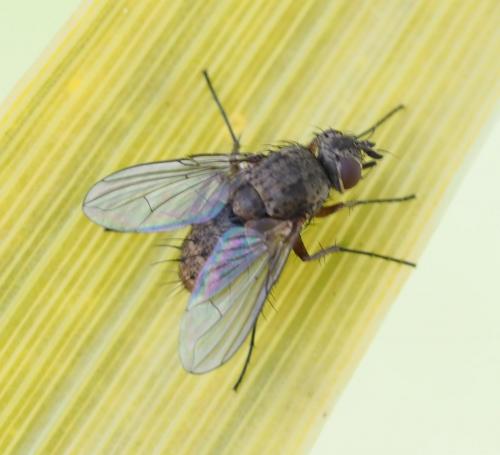 Réf. 251 853 : Siphona geniculata